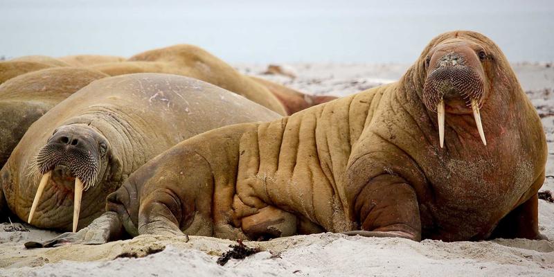 军事分析：网络空间作战如何成为第五维战场的典型案例