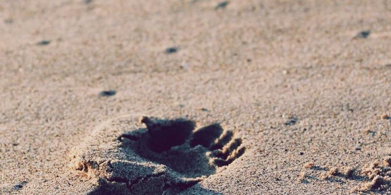 军事装备演进与战略对话：从历史分析看当代大国安全合作机制